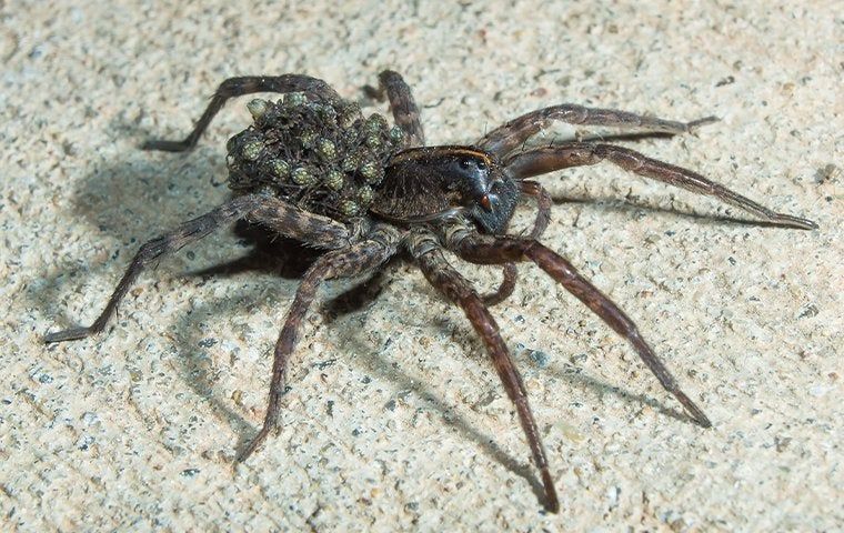 The Struggle With Wolf Spiders Around Your Santa Rosa Property | Armed ...